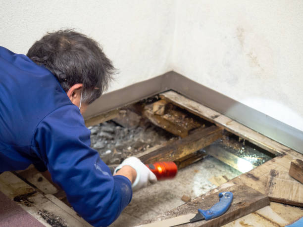 Best Mold Removal and Inspection  in Marlin, TX