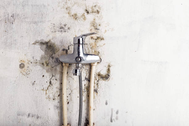 Best Affordable Mold Removal  in Marlin, TX