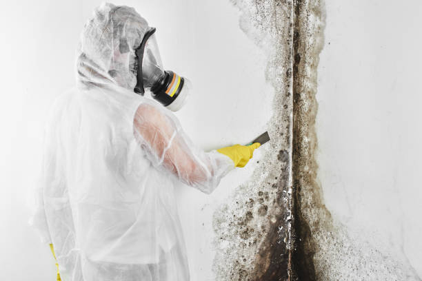 Best Same-Day Mold Removal  in Marlin, TX