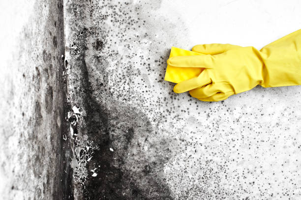 Marlin, TX Mold Removal Company