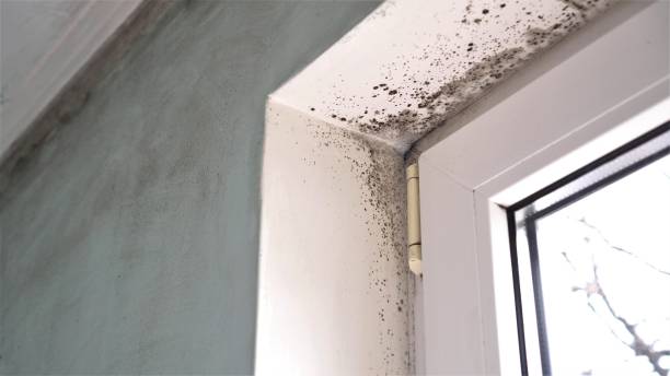 Best Mold Remediation  in Marlin, TX