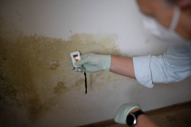 Best Mold Damage Repair  in Marlin, TX